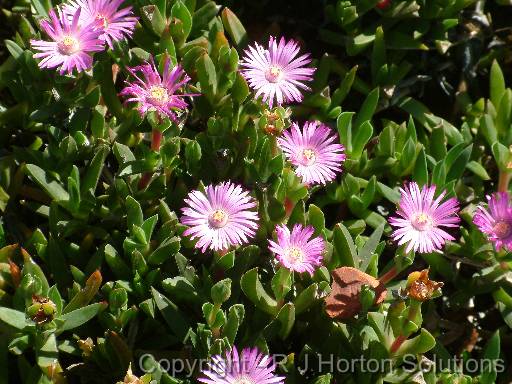 Pigface Lampranthus 